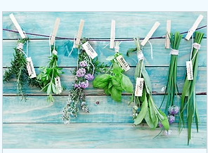 fresh herbs drying